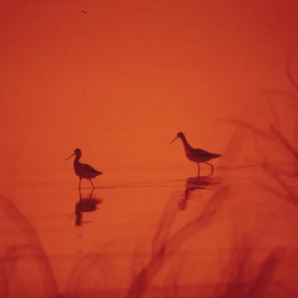 Des oiseaux sur un lac.